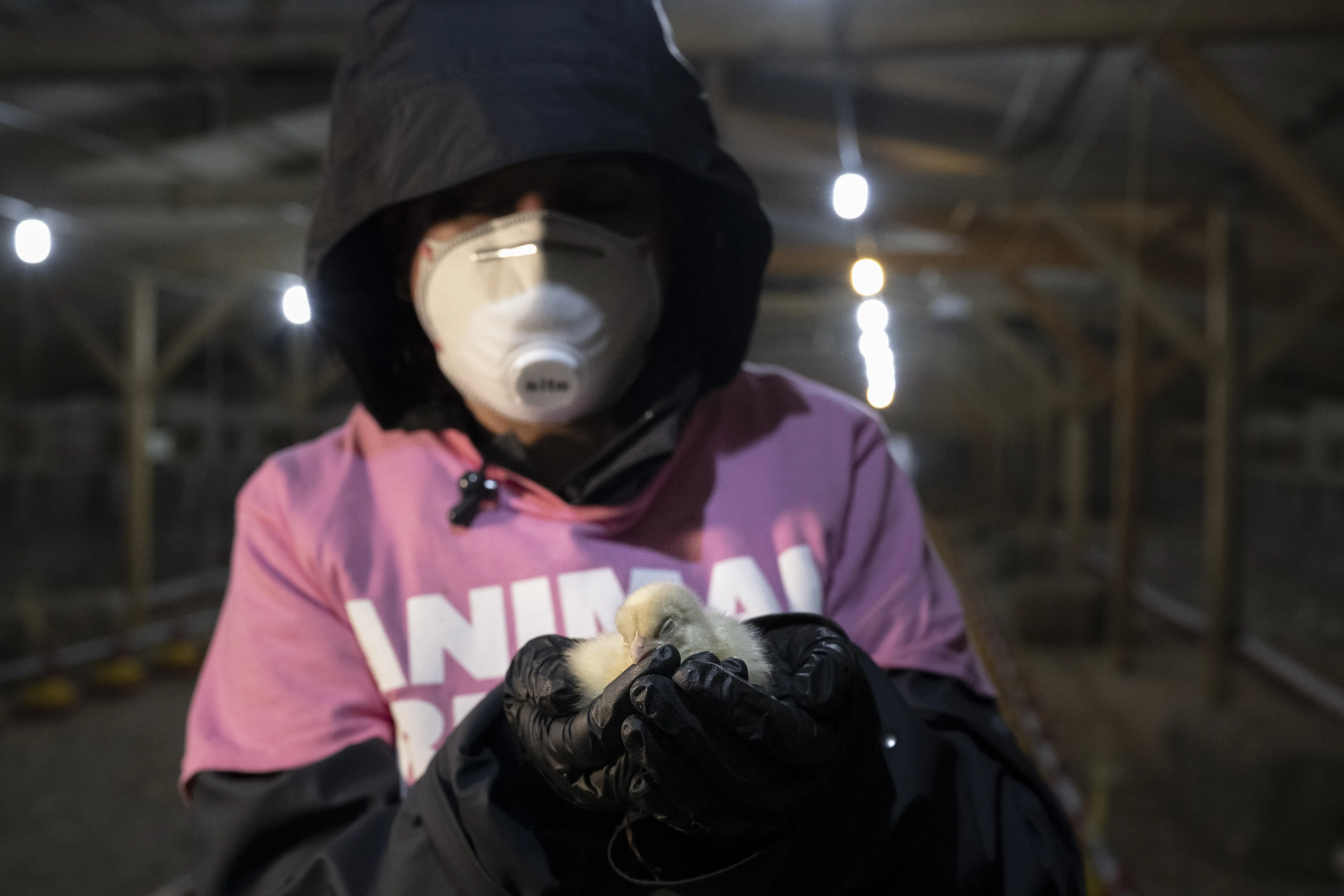 Undercover investigator inside an RSPCA Assured farm