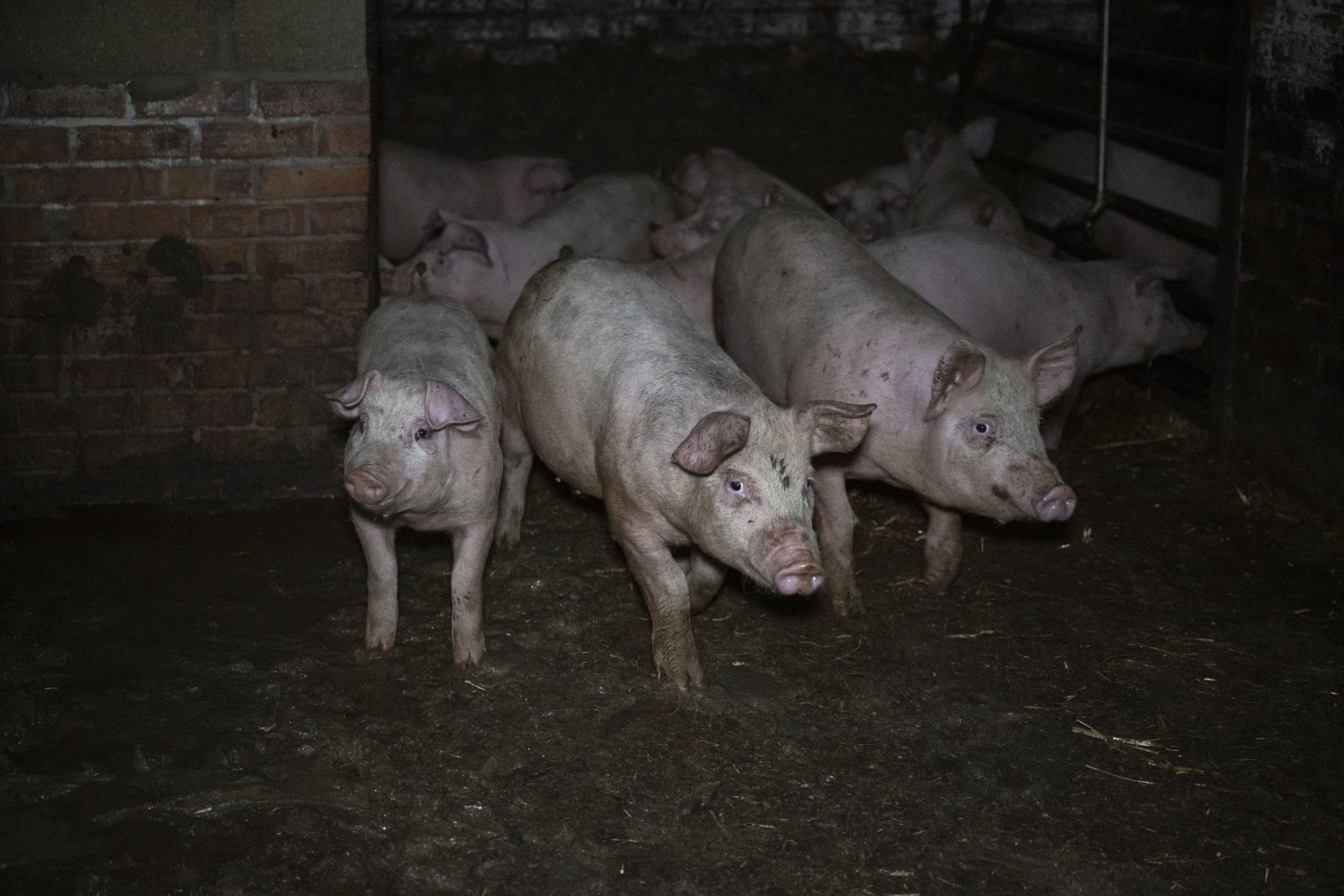 Pigs on a farm walk through filthy bedding towards the camera
