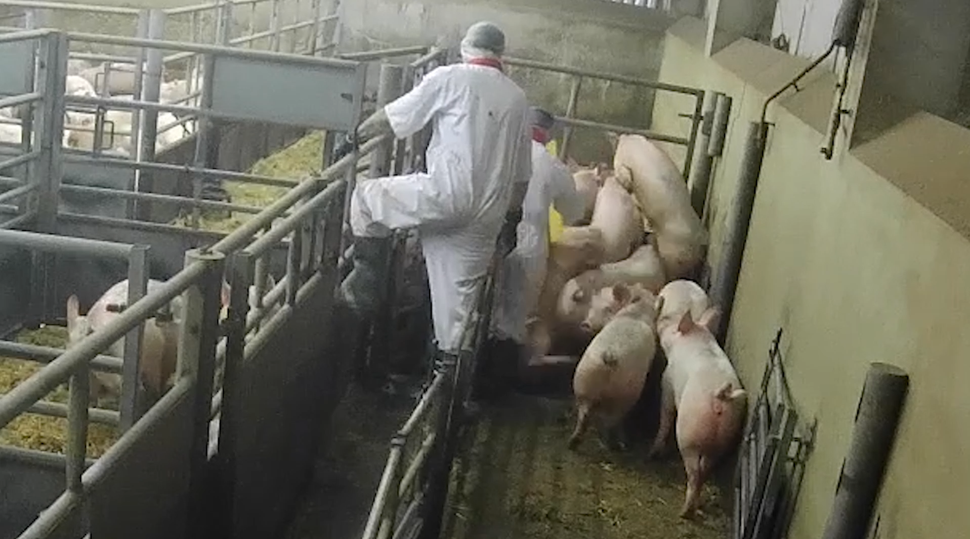 Pigs scrambling on top of one another while trying to escape at a slaughterhouse in Staffordshire