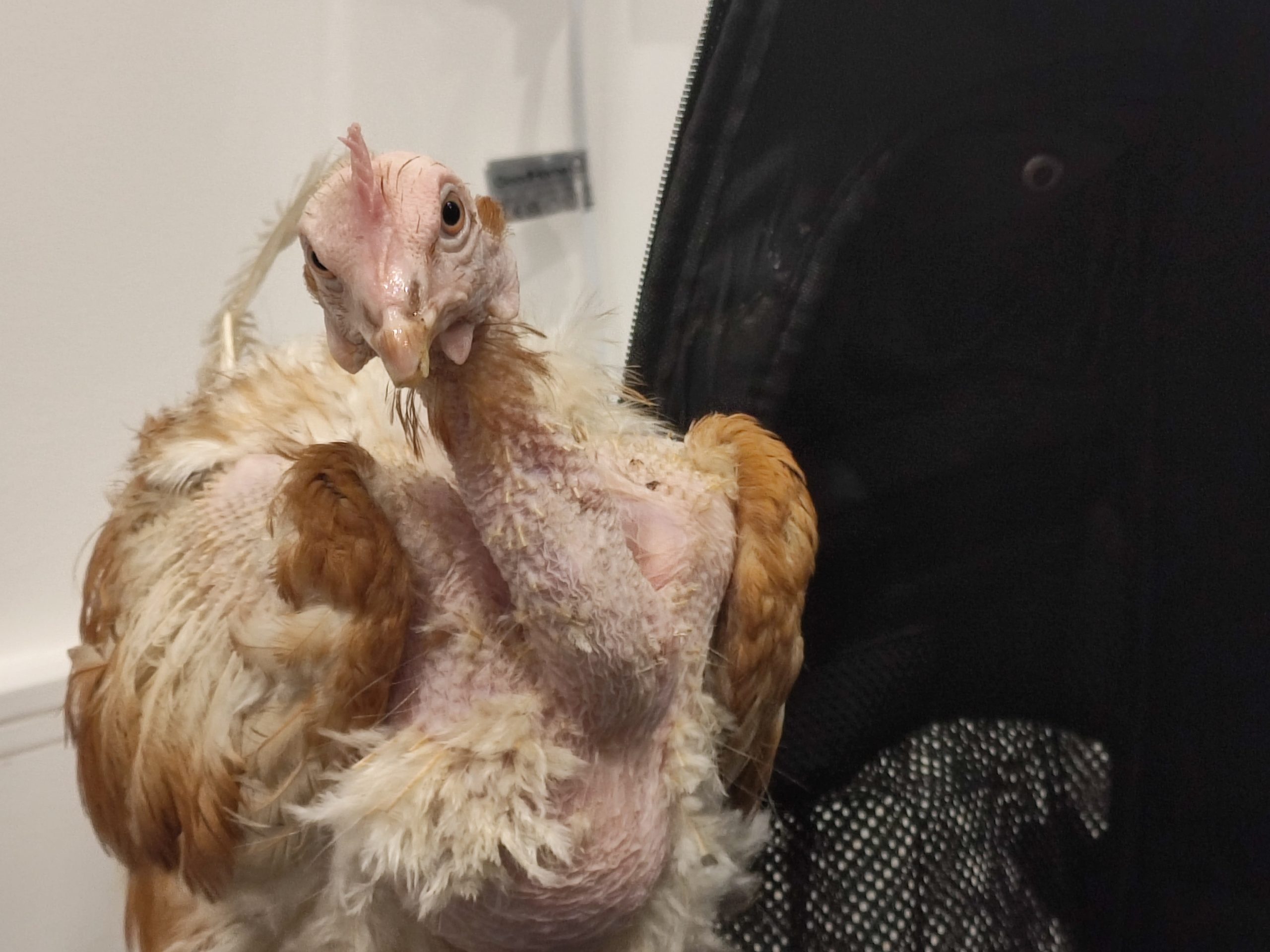 A featherless hen looks at the camera in a white room