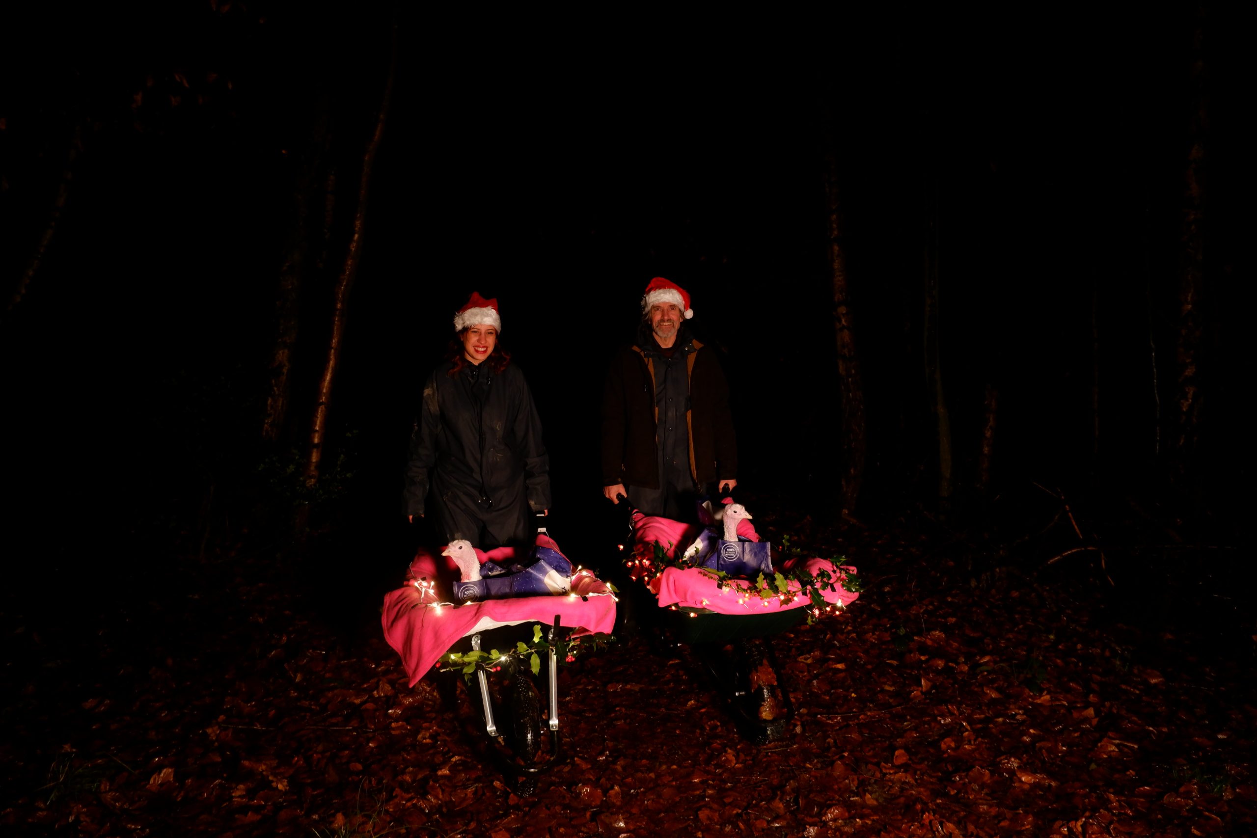Two smiling people wearing Santa hats push holly-adorned wheelbarrows along a woodland path. There are turkeys sitting on thick pink blankets in the wheelbarrows.