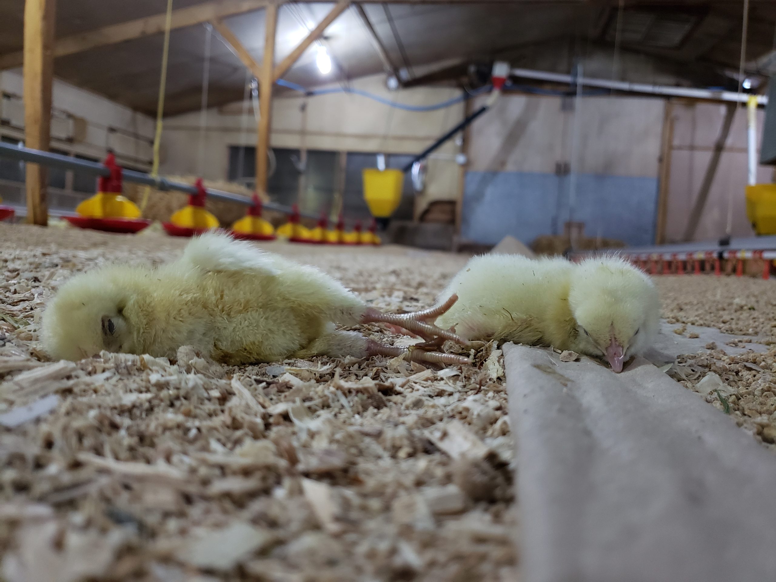 Two dead or dying chickens on the floor of a factory farm that is part of the RSPCA Assured Scheme