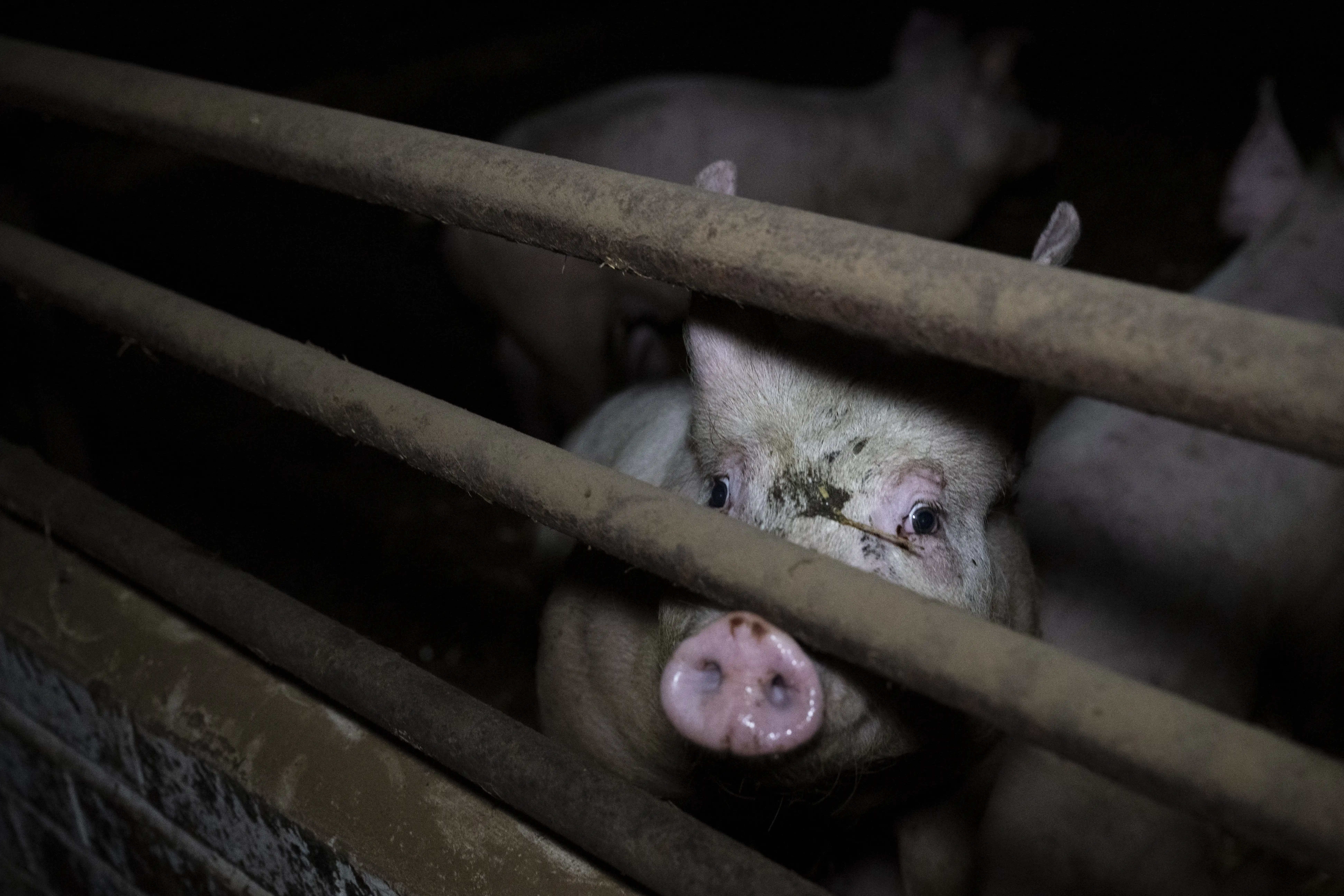 A pig on an intensive farm